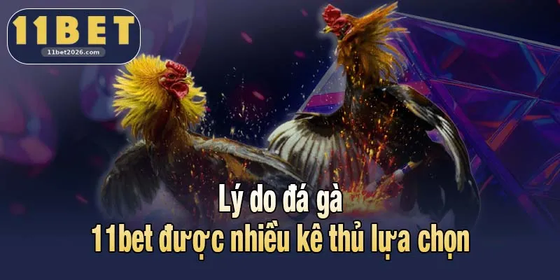 Đá Gà 11bet - Điểm Đối Đầu Nảy Lửa Của Giới Kê Thủ 1 Lý do đá gà 11bet được nhiều kê thủ lựa chọn